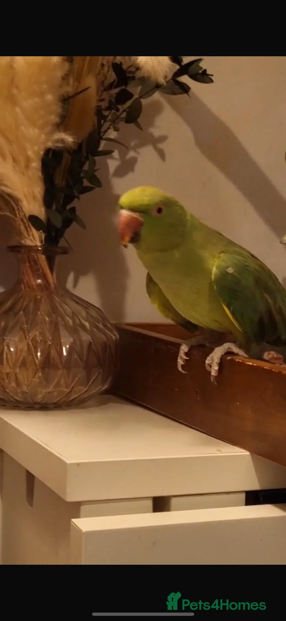 Ringnecks birds for sale: Indian Ringneck parrot & Cage in Leeds - Advert 2