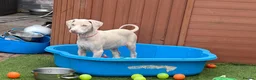 Dobermann dogs for sale: White Doberman  in Broxburn - Advert 3