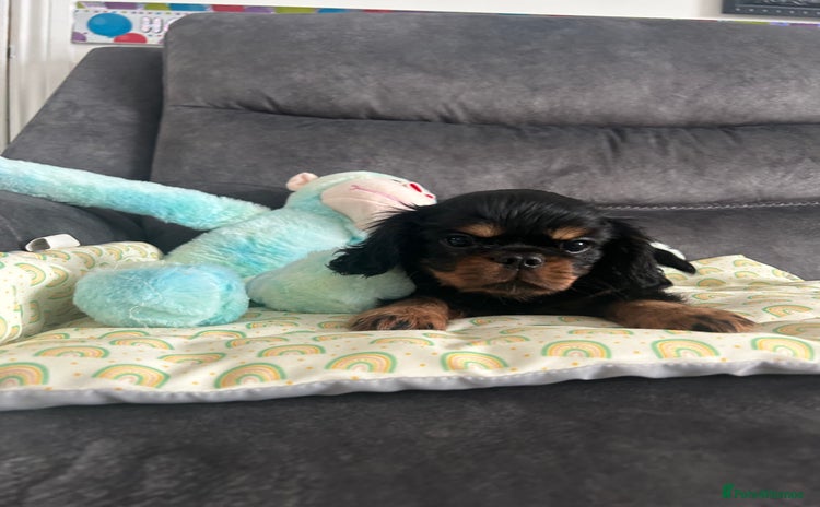 King Charles Spaniel dogs - Advert 1