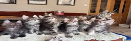 Maine Coon cats for sale: Superb quality Maine coon girls  - Advert 1