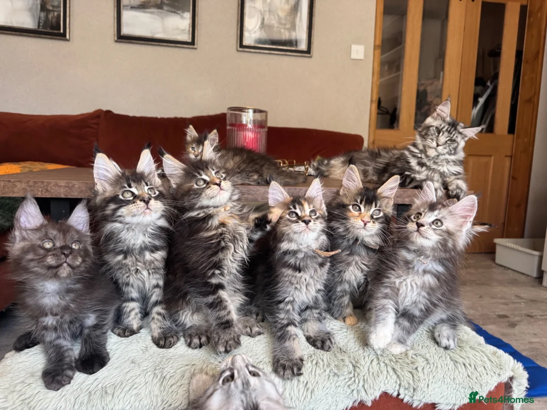 Maine Coon cats for sale: Superb quality Maine coon girls  - Advert 1