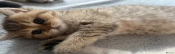 British Shorthair cats for sale: British shorthairs for sale - Advert 14