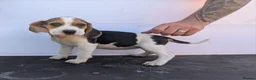Beagle dogs for sale: Gorgeous Beagle puppies - Advert 16