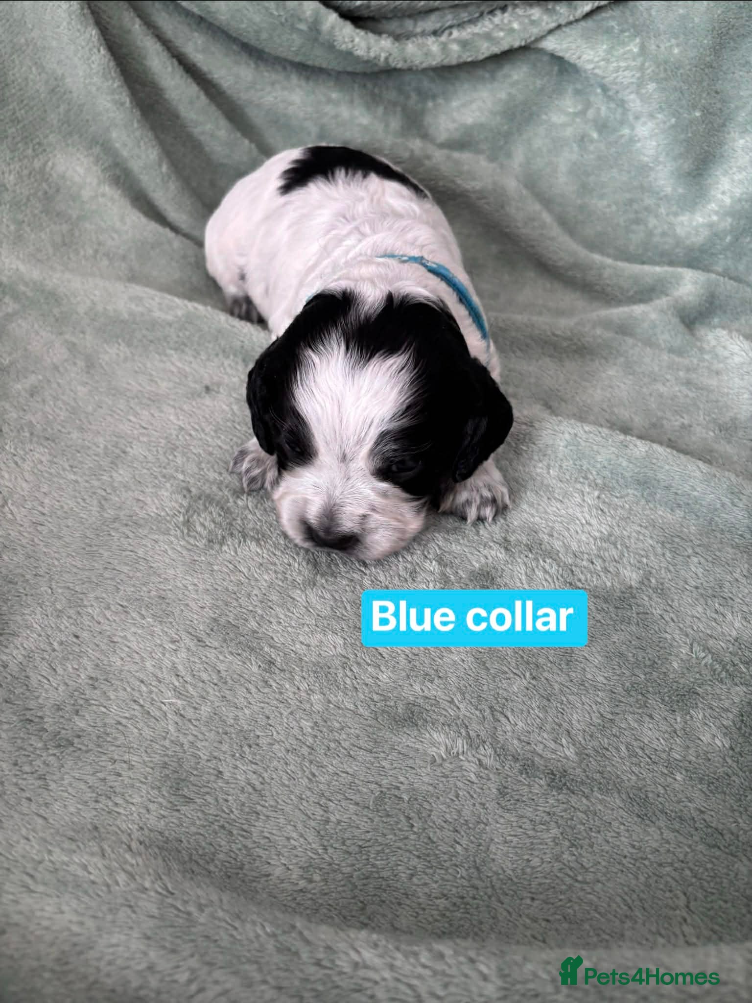 Cocker Spaniel dogs Working cocker spaniel puppies blue roan  - Advert 11