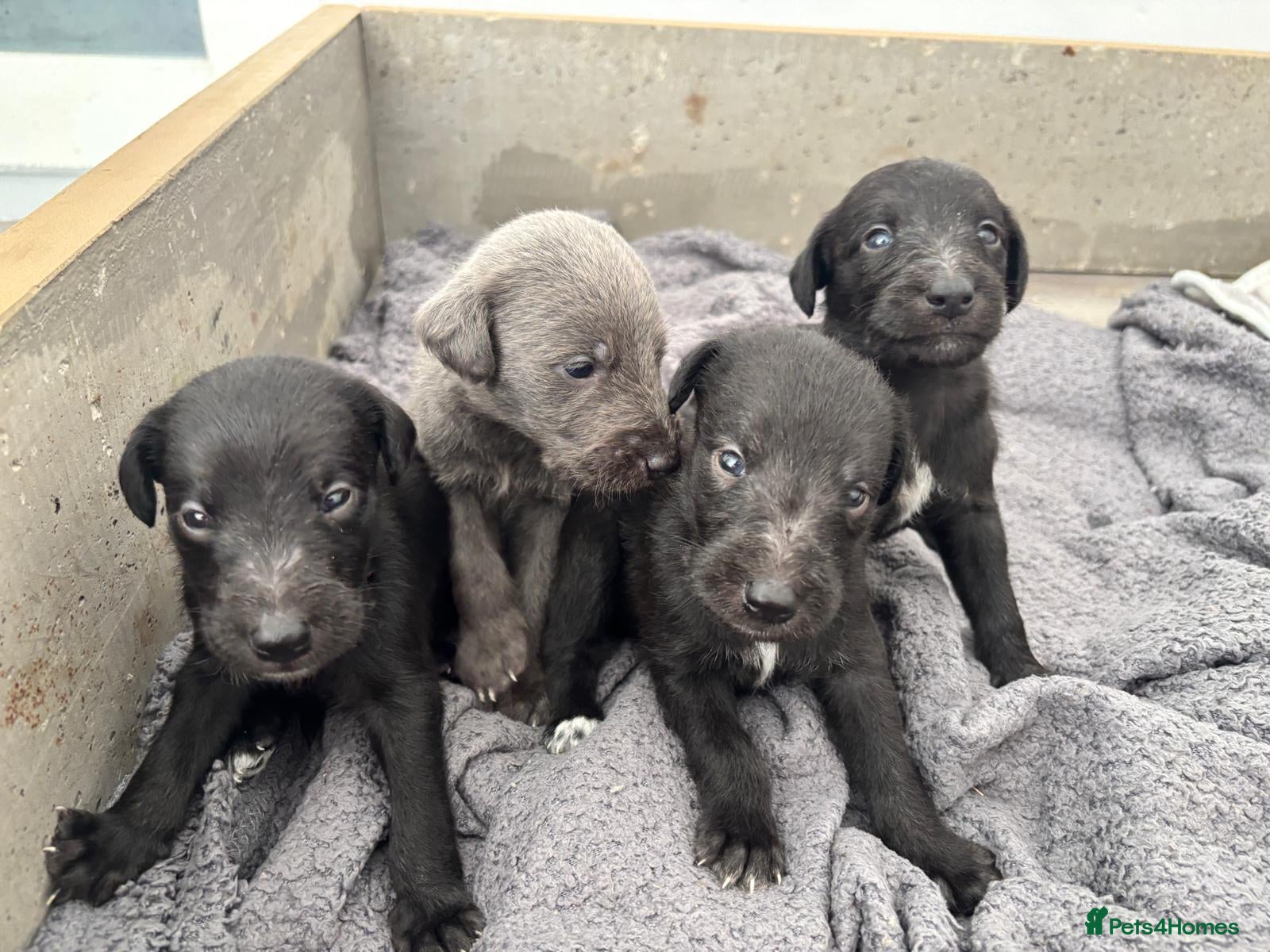 Mixed Breed dogs 8 Bedlington/Whippet Puppies - Advert 20