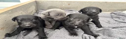 Mixed Breed dogs for sale: 8 Bedlington/Whippet Puppies - Advert 12