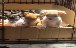 Jack Russell dogs for sale: Jack Russell pups  - Image 1