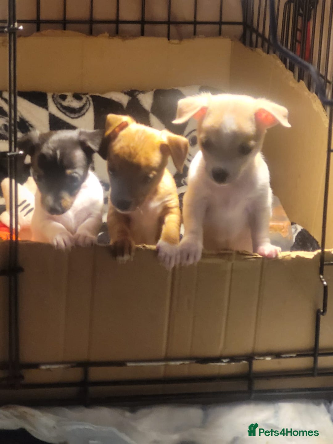 Jack Russell dogs for sale: Jack Russell pups  - Image 1
