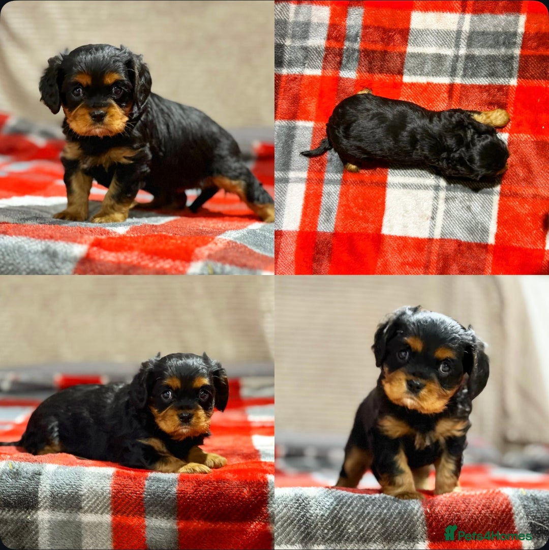 Cavalier King Charles Spaniel dogs for sale: STUNNING CAVALIER KING CHARLES PUPPIES  - Advert 19