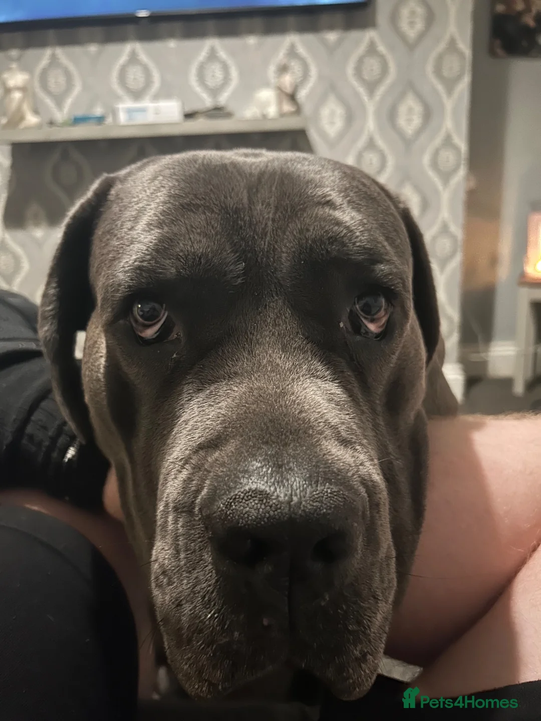 Cane Corso dogs for sale: Diego looking for his forever home 🏡🏡 - Advert 2