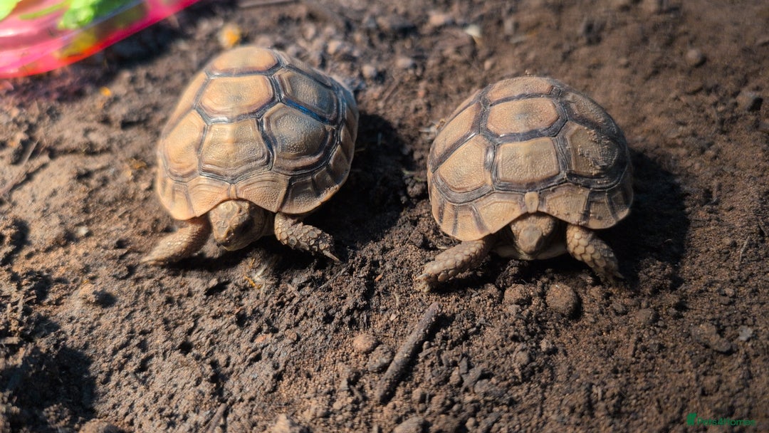 Tortoise reptiles for sale: Greek Spur Baby Tortoises Hatched 2025 - Image 5