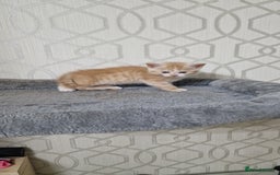 Mixed Breed cats for sale: Gorgeous British Shorthair Kittens for SALE - Advert 18