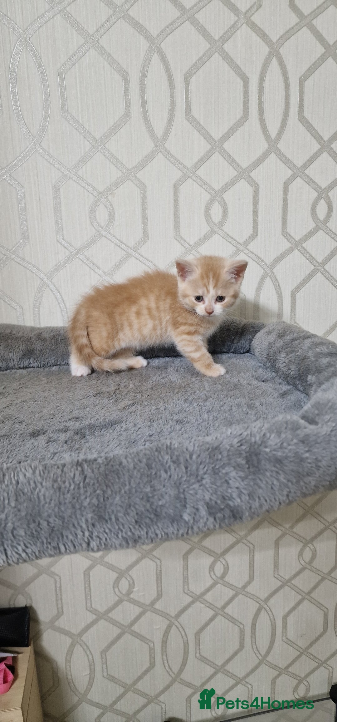 Mixed Breed cats for sale: Gorgeous British Shorthair Kittens for SALE - Advert 18