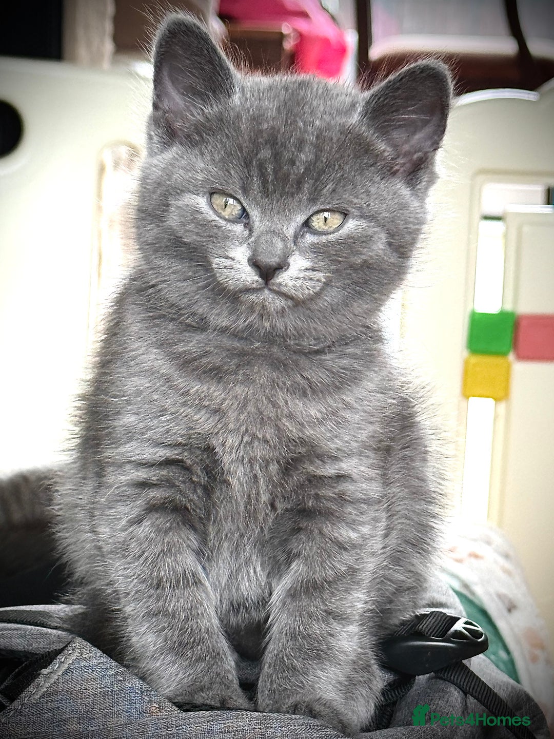 British Shorthair cats for sale: Adorable British Shorthair kittens - Blue & Choco - Image 7