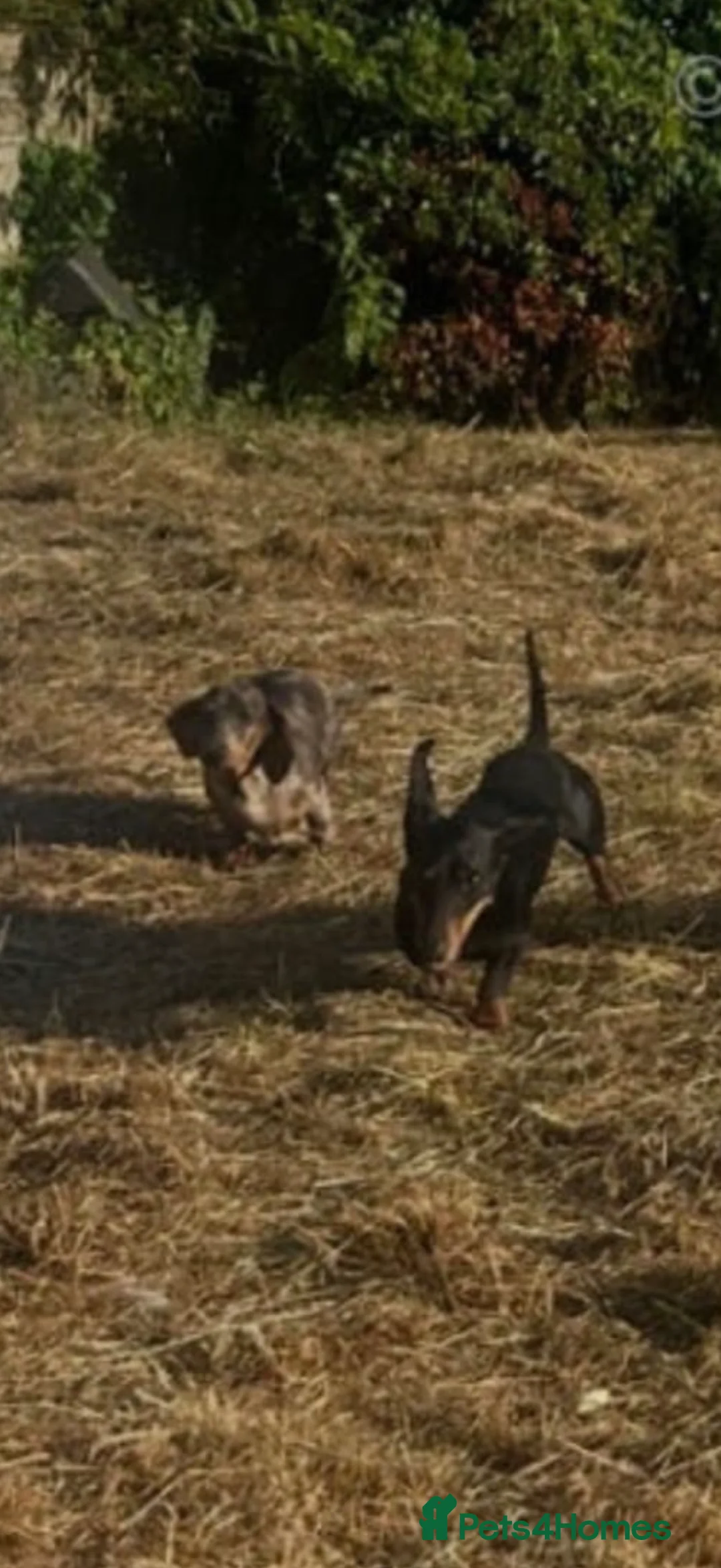 Dachshund dogs for sale: Dapple Dachshund Girl Puppy  in Ilford - Advert 2
