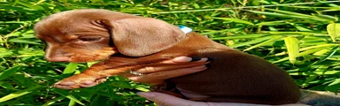 Miniature Dachshund 1
