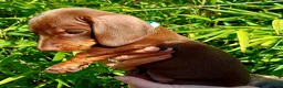 Miniature Dachshund dogs for sale: OUtSTANDING KC REGISTERED MINATURE DACHUNDS - Advert 9