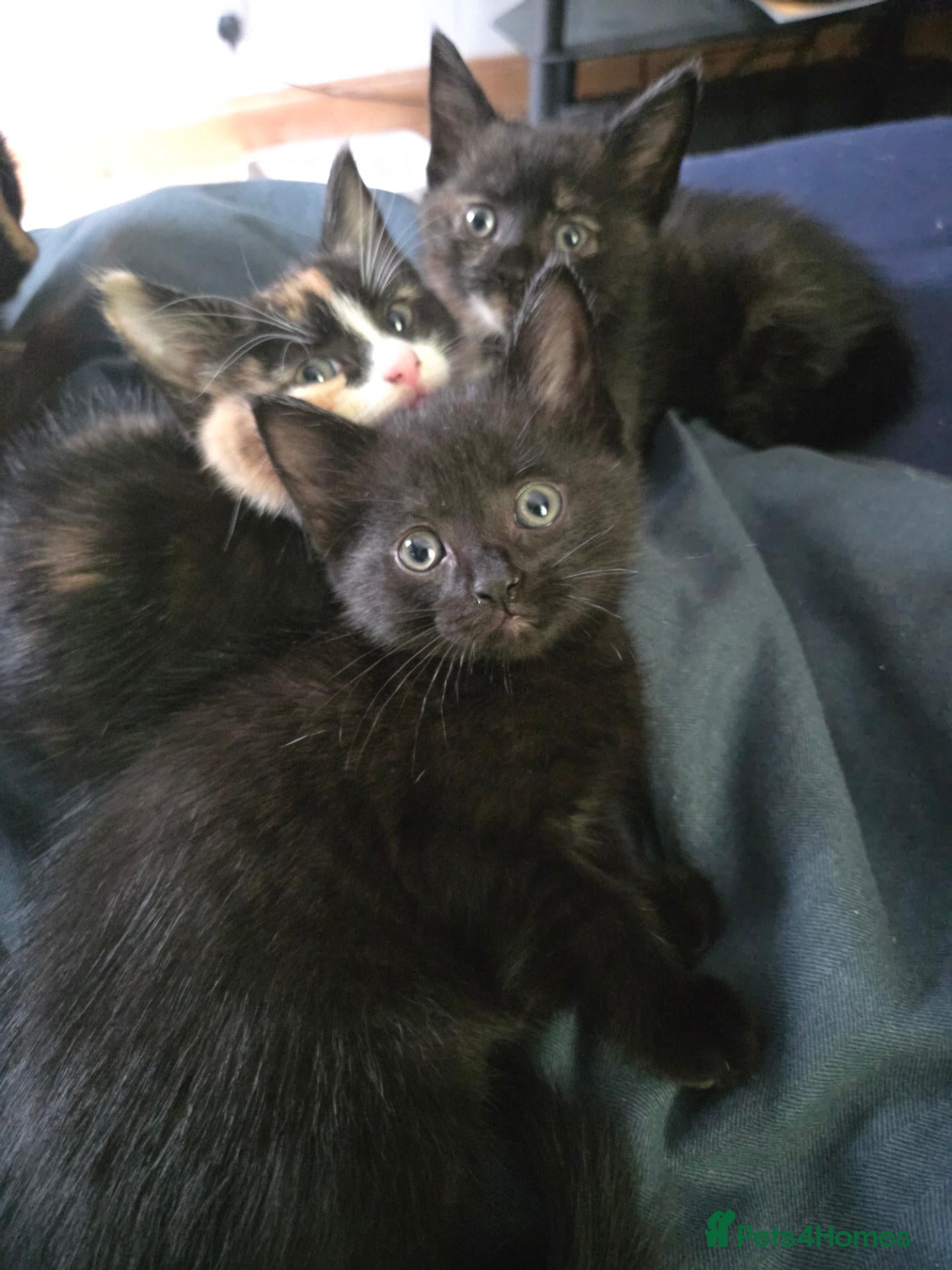 Mixed Breed cats 3 Fluffy Female Kittens For Sale - Advert 1