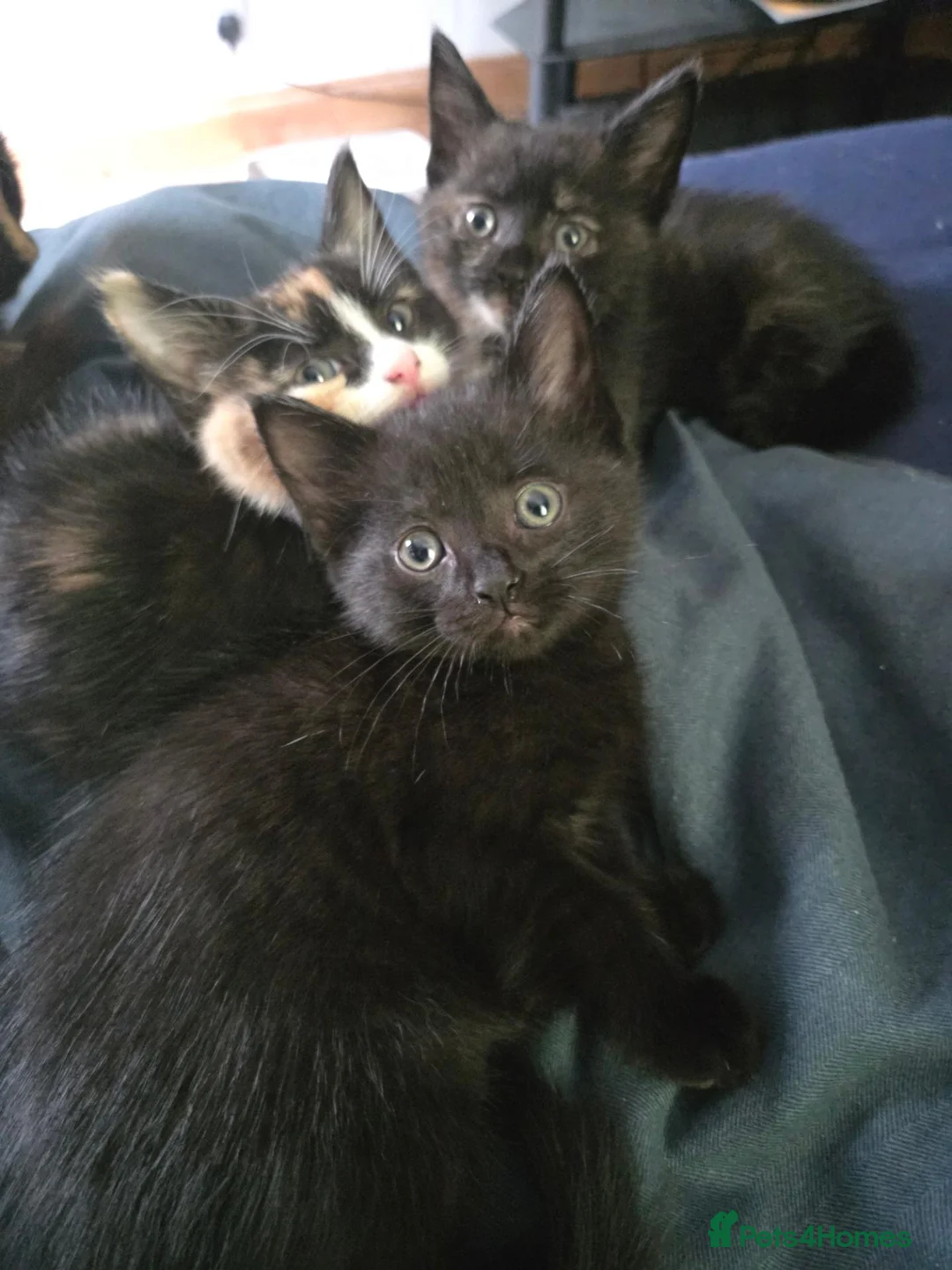 Mixed Breed cats for sale: 3 Fluffy Female Kittens For Sale - Advert 1