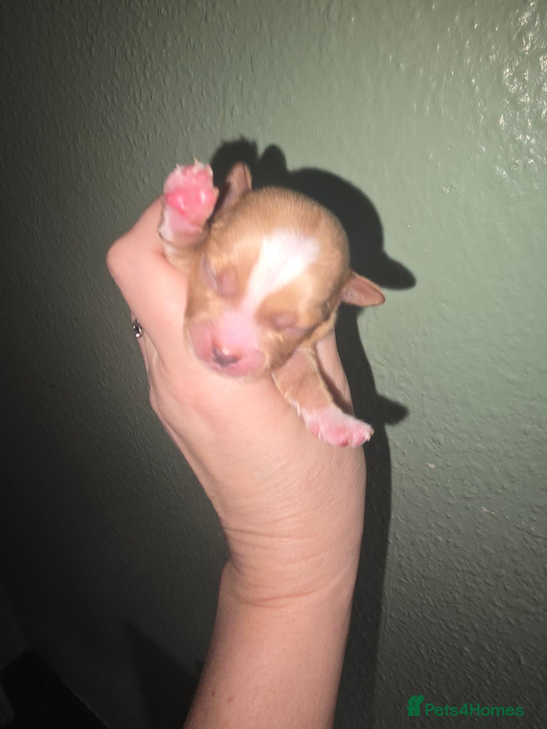 Yorkshire Terrier dogs for sale: wonderful puppies yorkshire terrier - Advert 14