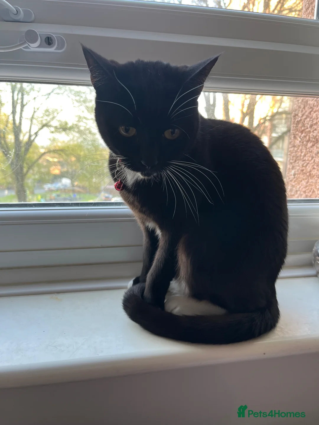 Mixed Breed cats for sale: Cats needing rehoming - Advert 2