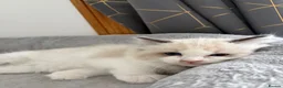 Ragdoll cats for sale: Gorgeous ragdoll kittens!  - Advert 9