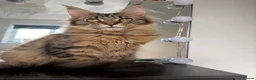 Maine Coon cats for sale: Cookie Maine Coon  - Advert 4