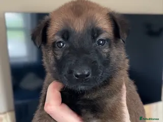 Belgian Shepherd Dog dogs Belgian malinois puppies - Advert 6