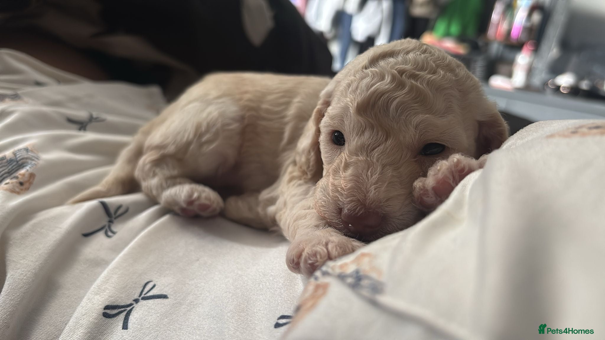 Goldendoodle dogs Gorgeous Golden doodles for sale 💕 - Advert 1