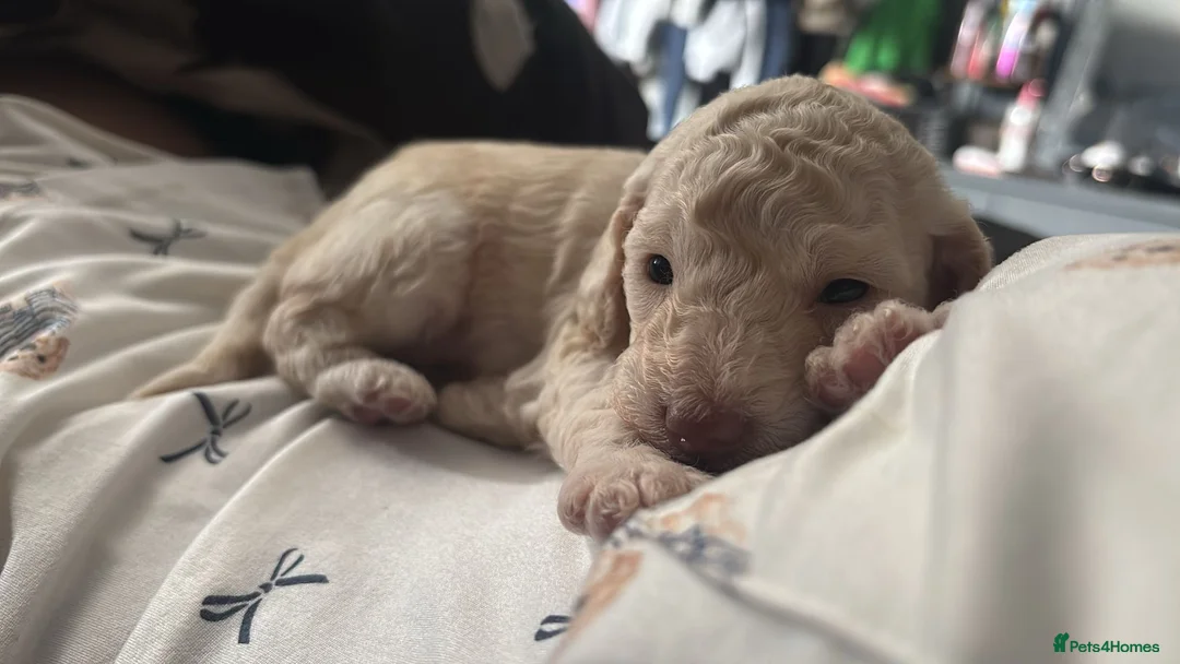 Goldendoodle dogs for sale: Gorgeous Golden doodles for sale 💕 in Workington - Advert 1