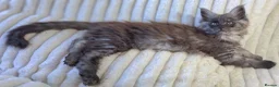 Maine Coon cats for sale: XXL Maine Coons Kittens Champion Sired  - Advert 11