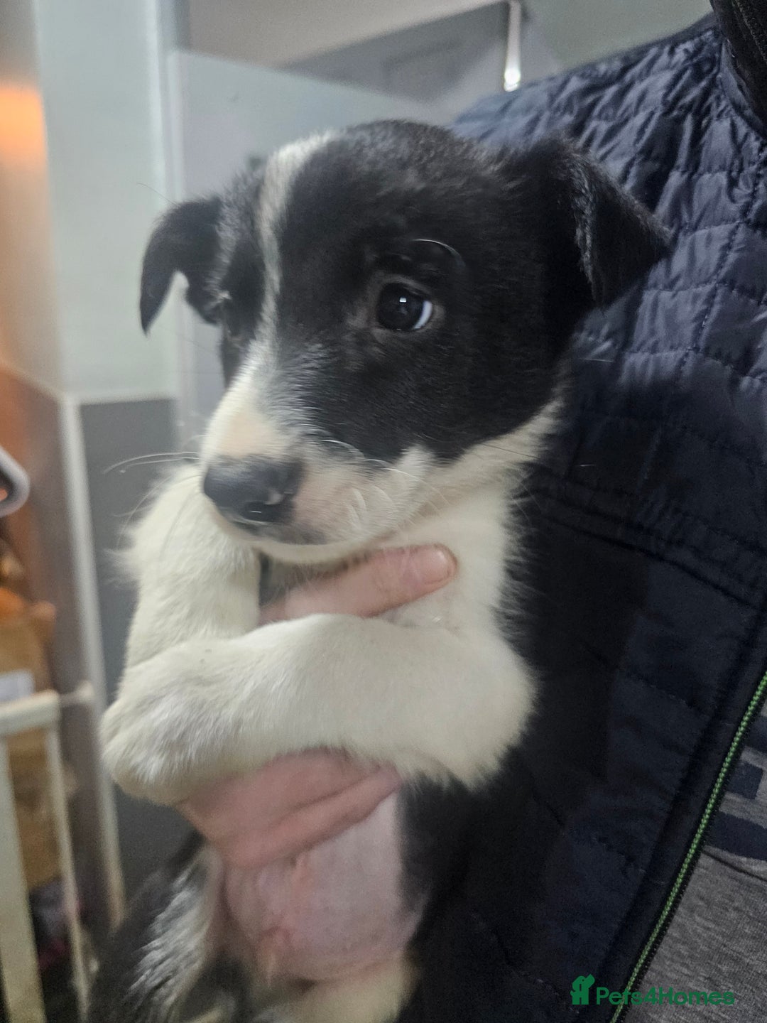 Border Collie dogs for sale: Ready NOW - One Border Collie Pup Left - Advert 2