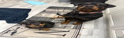 Rottweiler dogs for sale: Female Rottweiler 🩷 - Advert 4