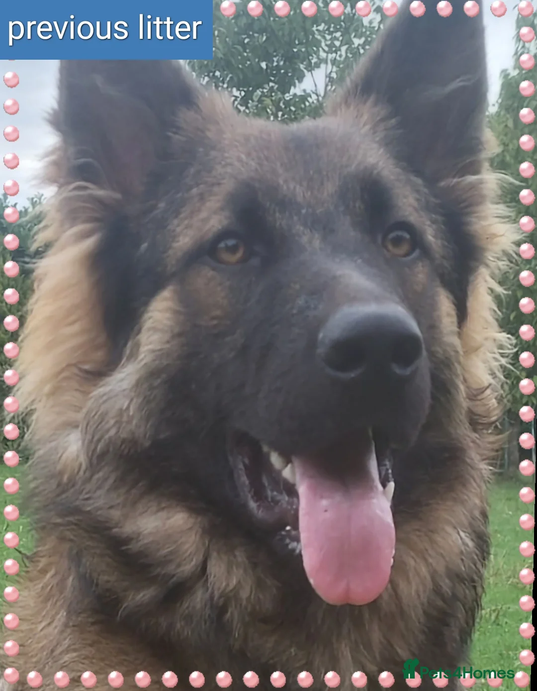 German Shepherd dogs for sale: German shephered puppys 4 boys 2 girls - Advert 16