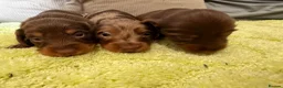 Miniature Dachshund dogs for sale: Beautiful long haired miniature dachshunds - Advert 3