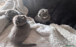 Scottish Fold cats for sale: Beautiful British Shorthair Scottish Fold Kittens - Advert 15