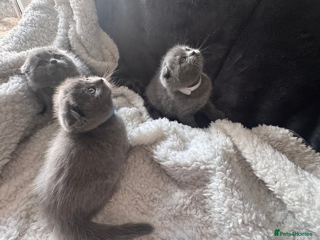 Scottish Fold cats for sale: Beautiful British Shorthair Scottish Fold Kittens - Advert 15