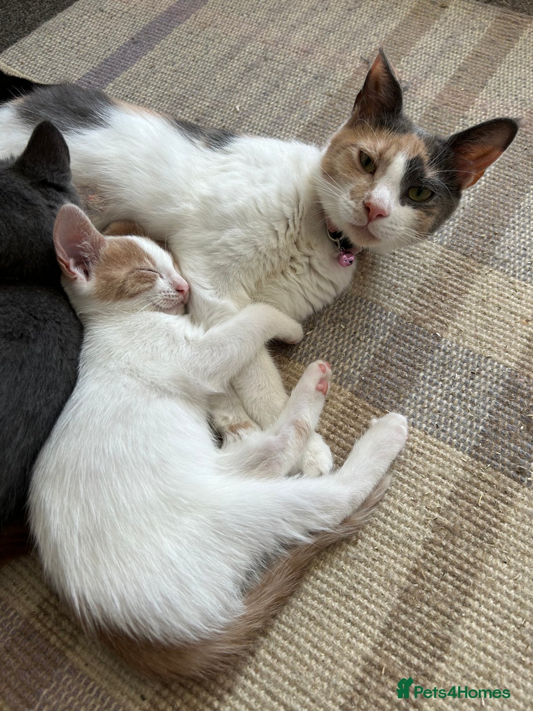 Mixed Breed cats for sale: White and ginger kitten for adoption - Image 6
