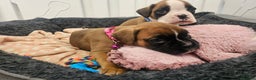 Boxer dogs for sale: Beautiful KC Registered Boxer Puppies - Advert 12