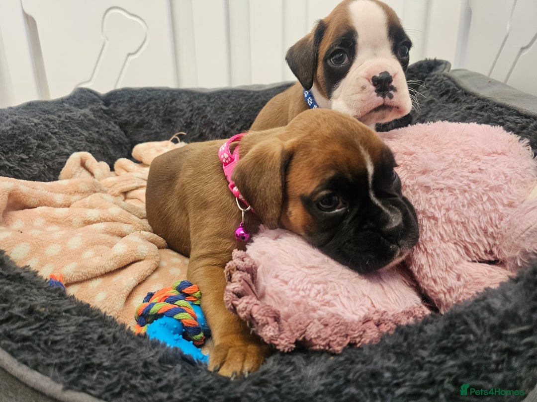 Boxer dogs for sale: Beautiful KC Registered Boxer Puppies - Advert 12