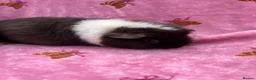 Guinea Pig rodents for sale: Baby Teddy girl  - Advert 5