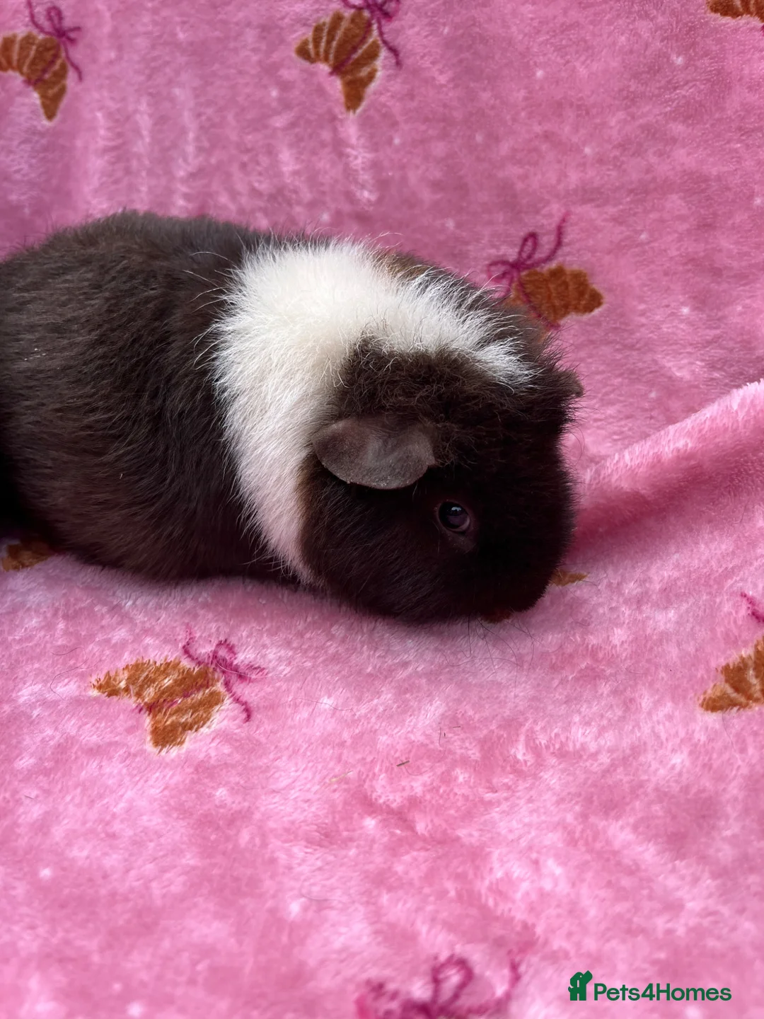 Guinea Pig rodents for sale: Baby Teddy girl  - Advert 5
