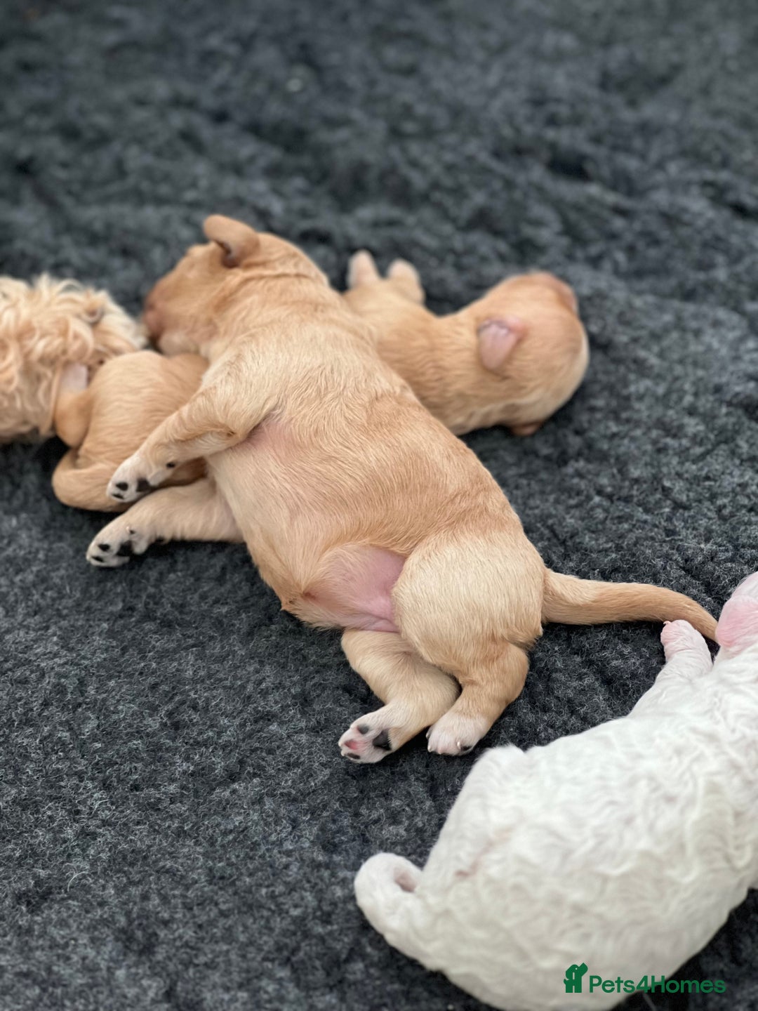 Cavapoo dogs for sale: F1B OUTSTANDING RARE RAINBOW 🌈 BABIES (Cavapoo)  - Image 18