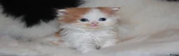 Scottish Fold cats for sale: Eight wee wonders seek mum/dad - Advert 8