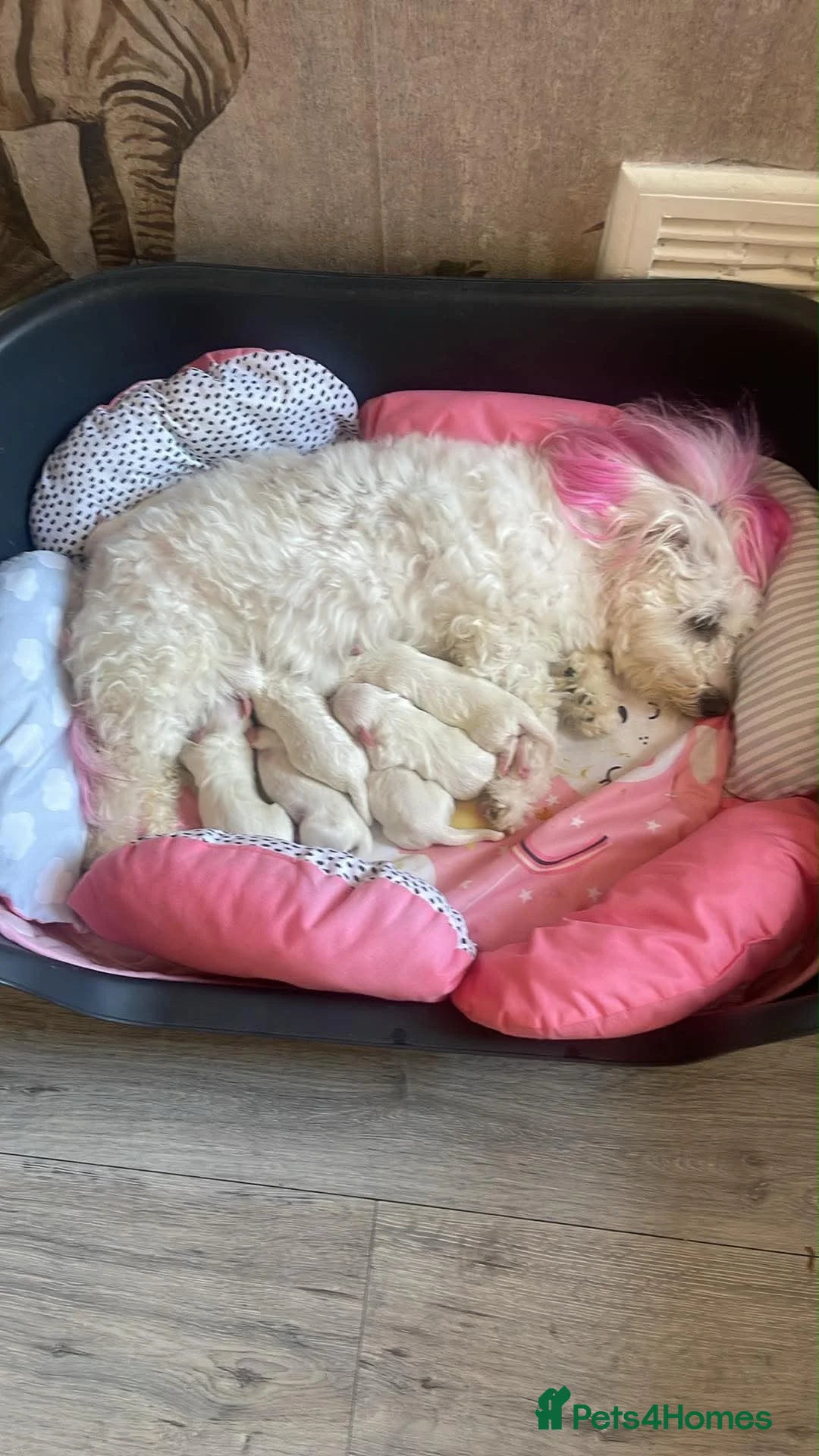 Bichon Frise dogs for sale: For sale puppy bichon frise - Advert 2