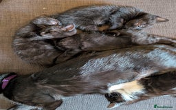 British Shorthair cats for sale: Beautiful black and white kittens for sale - Image 7