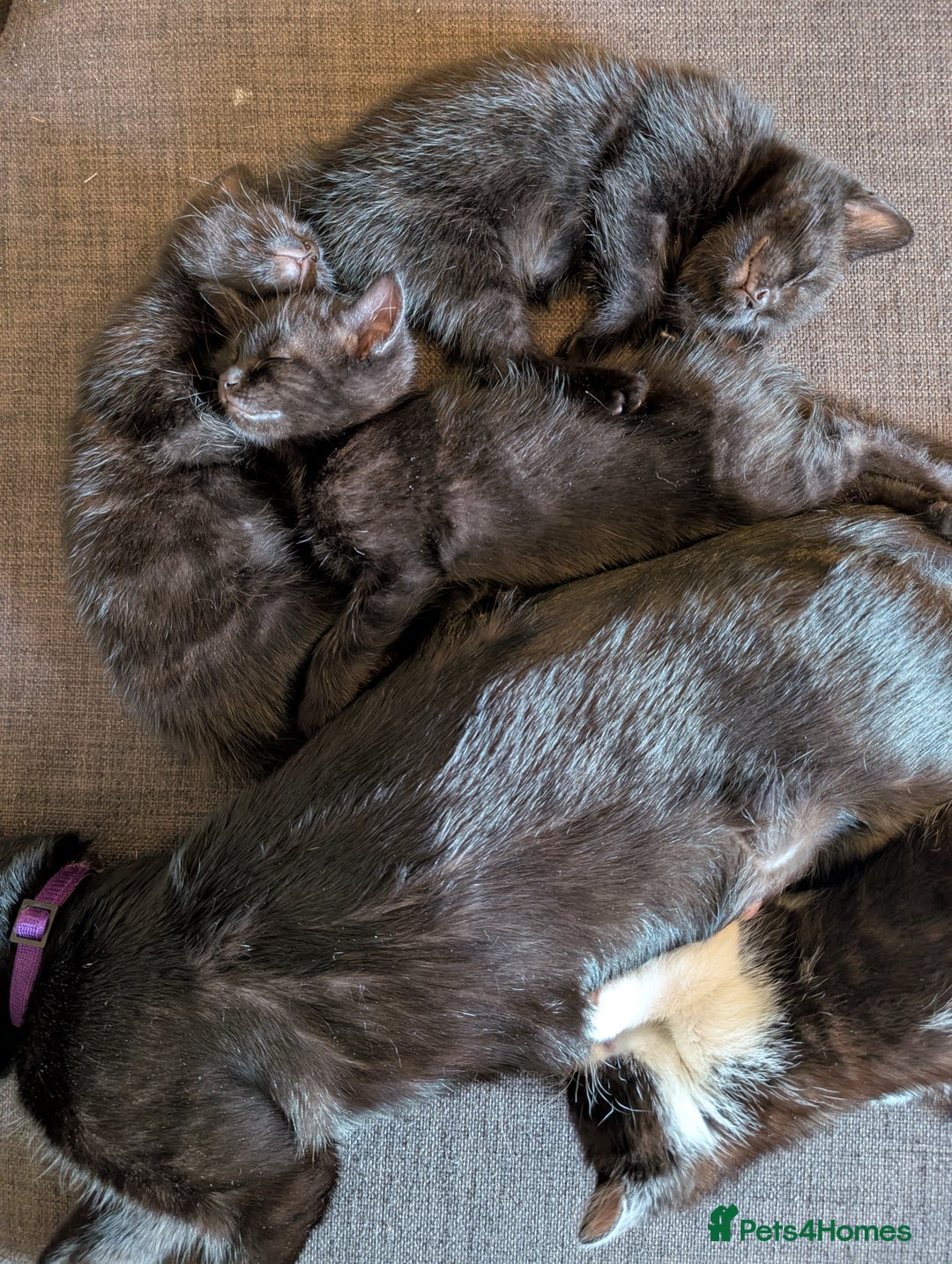 British Shorthair cats for sale: Beautiful black and white kittens for sale - Image 7