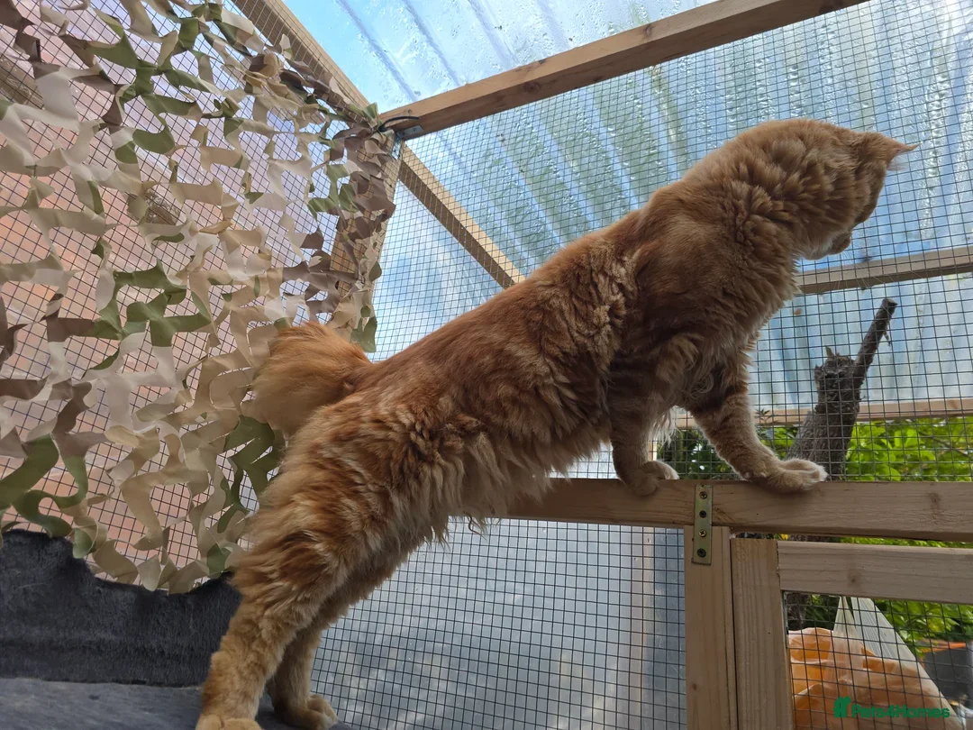 Maine Coon cats for sale: 😻😻 Beautiful Maine coones 😻 - Image 8