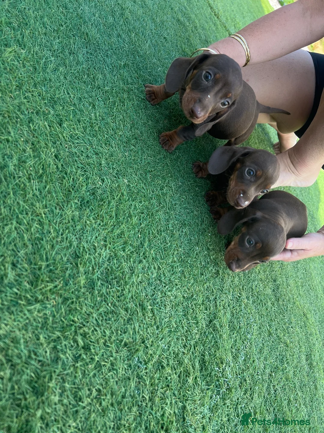 Dachshund dogs for sale: Miniature dachshunds microchipped  in Stoke-on-Trent - Advert 7