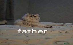 Persian cats for sale: Kittens - Image 4